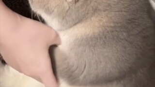 Semangka yang dipaksa dipetik, hmm manis!