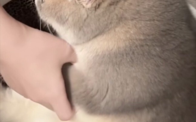 Semangka yang dipaksa dipetik, hmm manis!