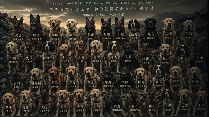 The 67 search-and-rescue dogs that took part in the Wenchuan earthquake rescue have all passed away 