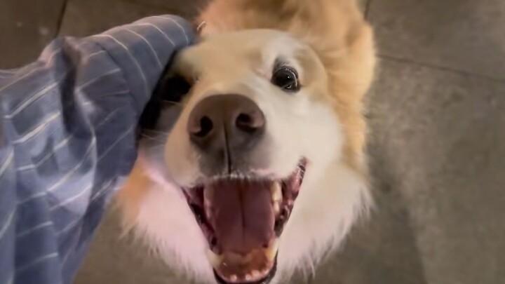 “A silly little puppy will be overjoyed just by having its head patted!”