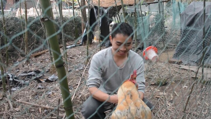 Even the rooster I’ve raised for over half a year has grown attached to me—when he’s not busy, he wa