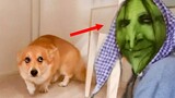 OMG! My Funny Dogs Act Like He Is A Human | Pets Island