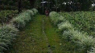 Isabella running with you