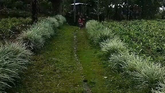 Isabella running with you