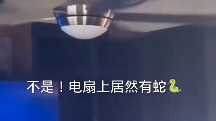 风扇上有条蛇！