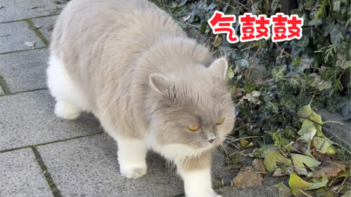 I didn’t bring the cat to the supermarket, but she blocked my way on the street and was really angry