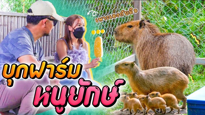 บุกฟาร์ม หนูยักษ์..คาปิบาร่า..สัตว์ฟันแทะที่ใหญ่ที่สุดในโลก