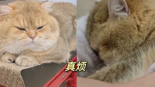 用猫语翻译机把喵星人聊困了！