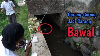 KEJADIAN LAGI!! Nemu Sarang Bawal Di Gorong-Gorong Broo