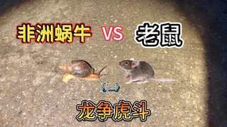 小伙手持弹弓除害鼠，路过的非洲蜗牛却遭了殃！