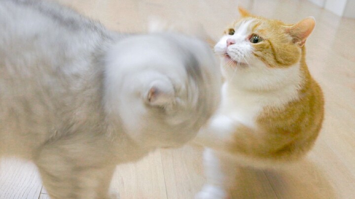 Lima perilaku kucing yang melampaui pengetahuan umummu, jika tidak melihatnya mungkin sepanjang hidu