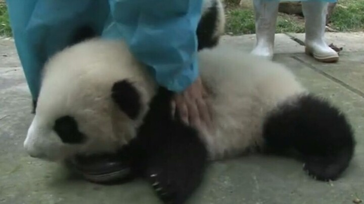 如果你学会把熊猫撸到腿软，就能偷偷扛回家。熊猫 大猫 小象的手法教学级视频。