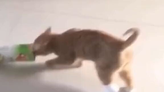 Orange cat its a trouble maker