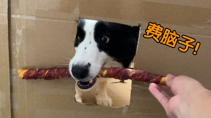 《ปัญหาโลกแตกของหมาฉบับใหม่》