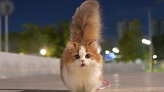 Saya tidak sengaja mengajak kucing itu berjalan-jalan lagi sebagai seekor anjing.