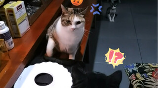 Is this really a sound that a cat can make? Pay close attention to the second meow!