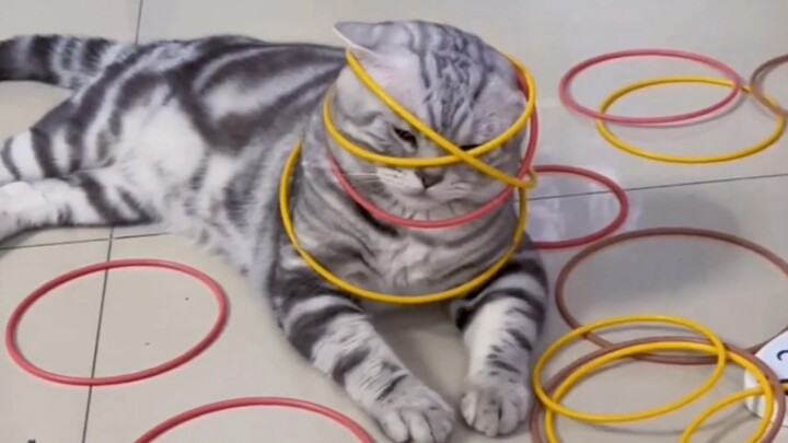 Raising cats is all about having fun!