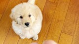 What is it like to raise human puppies and golden retriever puppies at the same time?