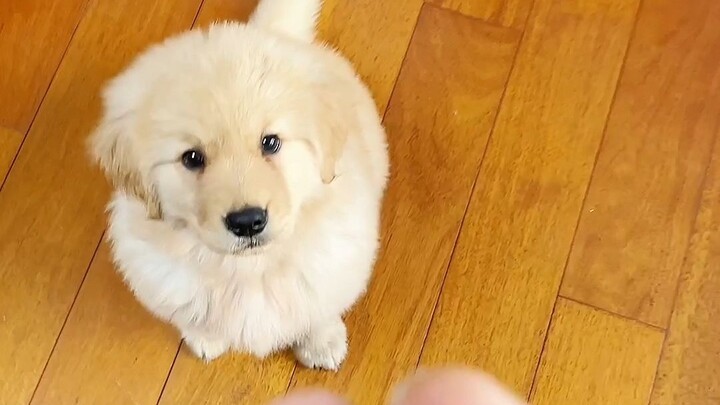 What is it like to raise human puppies and golden retriever puppies at the same time?