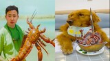 Thú Cưng TV | Đa Đa Thánh Chế #32 | Chó Golden Gâu Đần thông minh vui nhộn | Pets cute smart dog