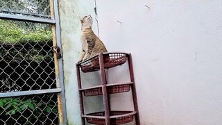 khế Thúi #166 Mặt của khè rất gian ác nên khế ghét