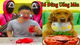 Thú Cưng TV | Đa Đa Thánh Chế #19 | Chó Golden Gâu Đần thông minh vui nhộn | Pets cute smart dog