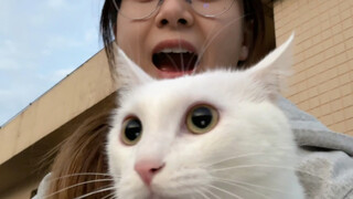 小猫都有在被好好爱着