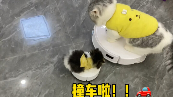 Even little kitties deserve their own ride!!
