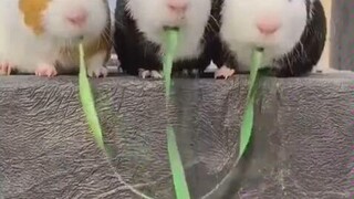 การสกัดกั้น