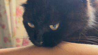 الطائر الصغير يتعلم مني ويُجبر على تقبيله بشكل قسري