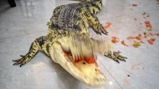 The crocodile really loves eating watermelon!