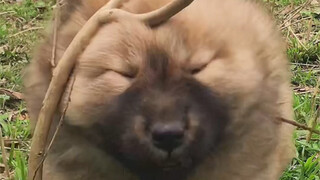 Lucu memang lucu, cuma agak kurang pintar (⁎⁍̴̛ᴗ⁍̴̛⁎)