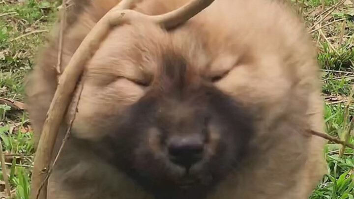 可爱是可爱，就是有点不太聪明(⁎⁍̴̛ᴗ⁍̴̛⁎)