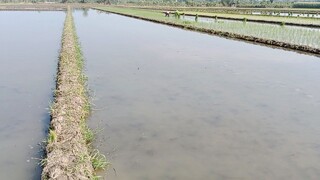 tanam padi hakika (uji coba pertama kali)