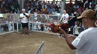 3cock dervy sweater fight #2 win
