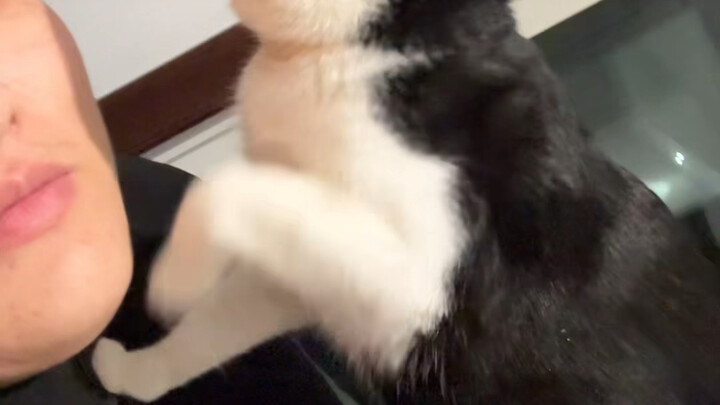 贴贴猫已经叛逆了