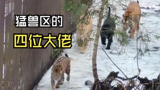 Such fun animal videos!