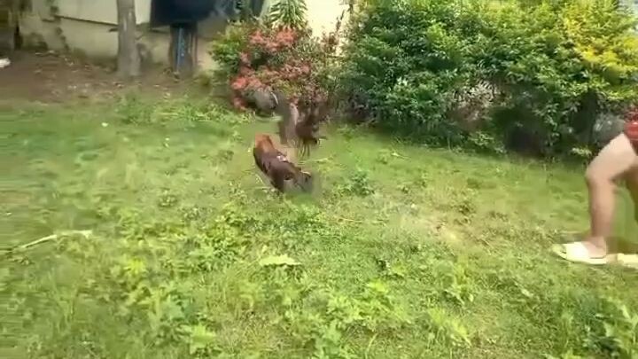 Asil-Sweater vs. Dirty Dome 🐓🐓