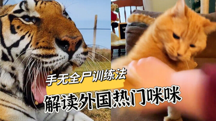 ครั้งแรกที่เห็นแมวตด ได้กลิ่นมาถึงหน้าจอเลย…