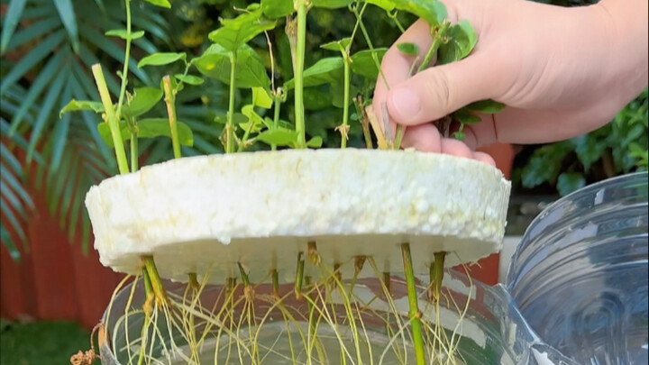 Methods for Propagating Jasmine by Cuttings in Bulk