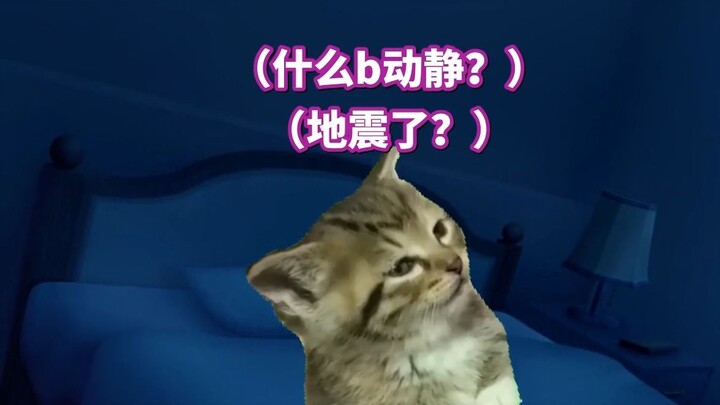 Daily Life in Tokyo | Cat Meme