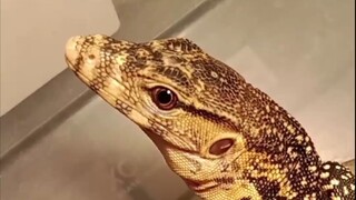 Varanus salvator celebensis