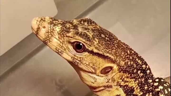 Varanus salvator celebensis