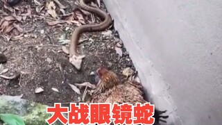 It turns out that these birds are specifically designed to kill snakes!