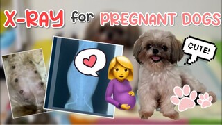 ILAN KAYA ANG BABIES NG SHIH TZU KO? X-RAY FOR PREGNANT DOGS