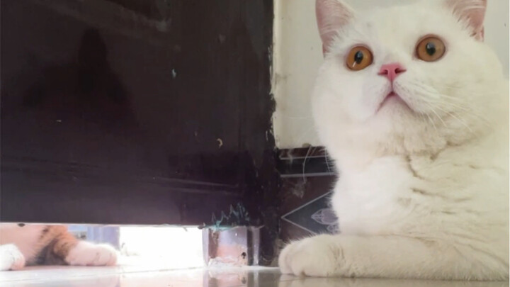 流浪猫追到家里来骂架，但是它不知道我家猫是小聋子…战斗狸花遭遇滑铁卢