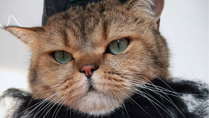 When my cat stars in a cute zombie movie…