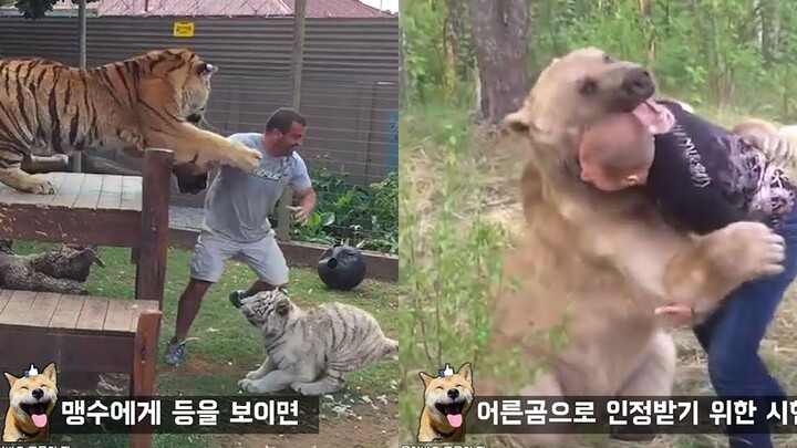 ทำไมคุณไม่ควรหันหลังให้เสือ Funny animal meme