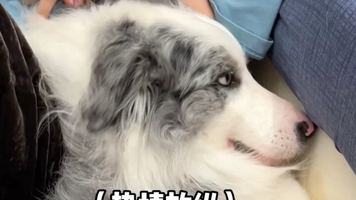 What happens when a Border Collie loves too hard?