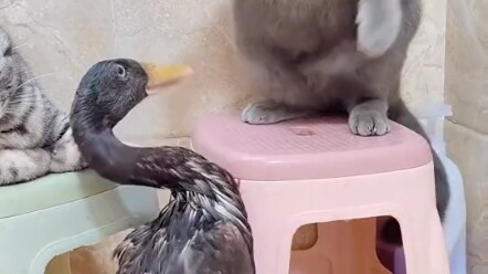 الوضع الحالي لطائر دادي